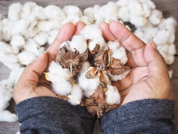 Bijgesneden Schot Van Houder Van Witte Katoenen Bloemen Handen — Stockfoto