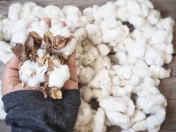 Colpo Ritagliato Persona Che Tiene Mano Fiori Cotone Bianco — Foto Stock