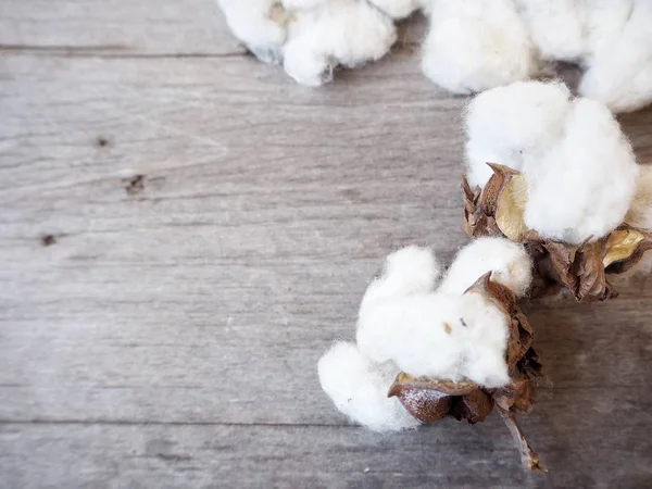 White soft cotton plants on wooden background