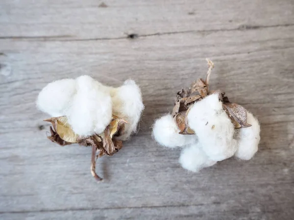 White soft cotton plants on wooden background