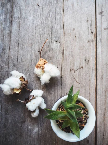 Witte Zachte Katoenen Planten Houten Achtergrond — Stockfoto