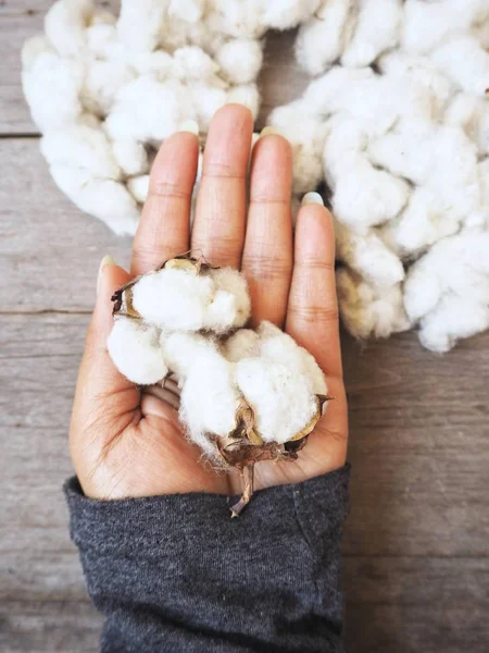 Close Partial View Person Holding Cotton Plant Hand — Stock Photo, Image