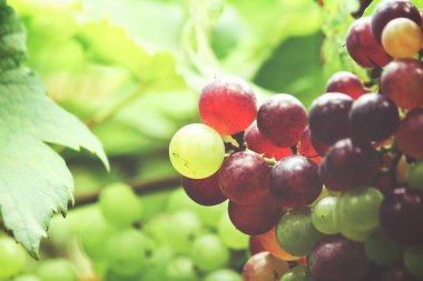 Yeşil üzüm bağ ağaçlarda olgunlaşma görünümü Kapat