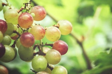 Yeşil üzüm bağ ağaçlarda olgunlaşma görünümü Kapat