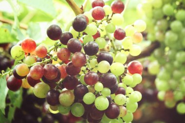 Yeşil üzüm bağ ağaçlarda olgunlaşma görünümü Kapat