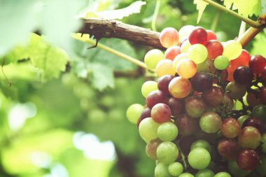 Yeşil üzüm bağ ağaçlarda olgunlaşma