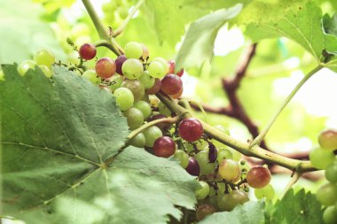 Yeşil üzüm bağ ağaçlarda olgunlaşma görünümü Kapat