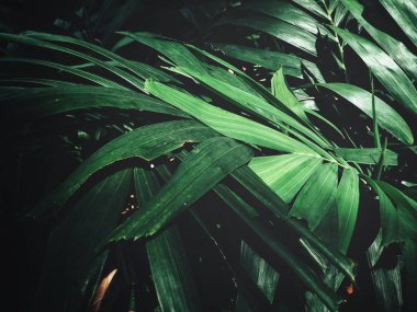 Yeşil avuç içi görünümü Kapat gölgelerle bırakır