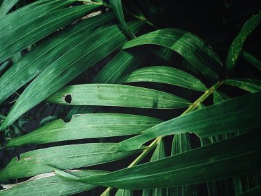Yeşil avuç içi görünümü Kapat gölgelerle bırakır