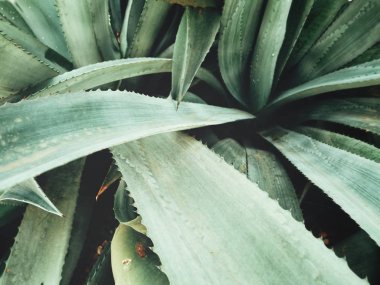 Yeşil agav dikenli görünümü Kapat bırakır, dokulu arka plan