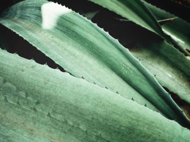 Yeşil agav dikenli görünümü Kapat bırakır, dokulu arka plan