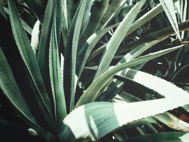 Yeşil agav dikenli görünümü Kapat bırakır, dokulu arka plan