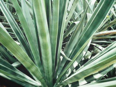 Yeşil agav dikenli görünümü Kapat bırakır, dokulu arka plan