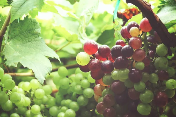 Vista Cercana Las Uvas Verdes Madurando Los Árboles Viñedo — Foto de Stock