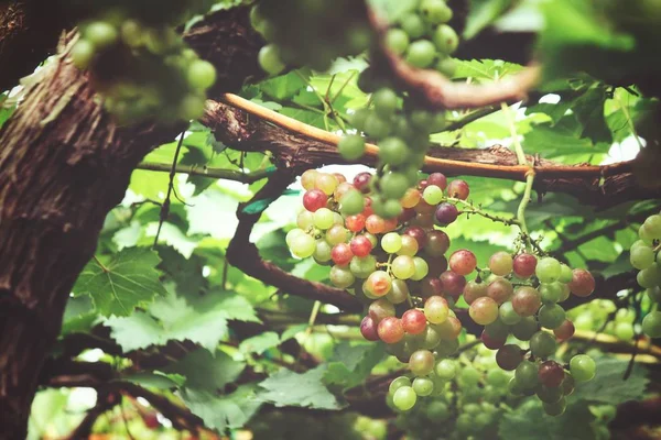 Zielonych Winogron Dojrzewających Drzewach Winnicy — Zdjęcie stockowe