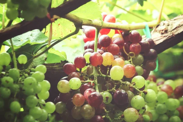 Близкий Вид Зеленого Винограда Созревающего Деревьях Винограднике — стоковое фото