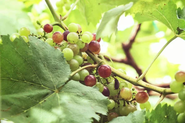 Blick Auf Grüne Trauben Die Auf Bäumen Weinberg Reifen — Stockfoto