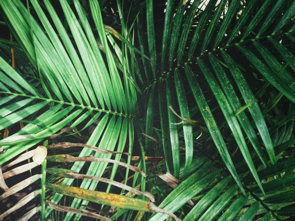 Vista Cercana Hojas Palmeras Verdes Con Sombras — Foto de Stock