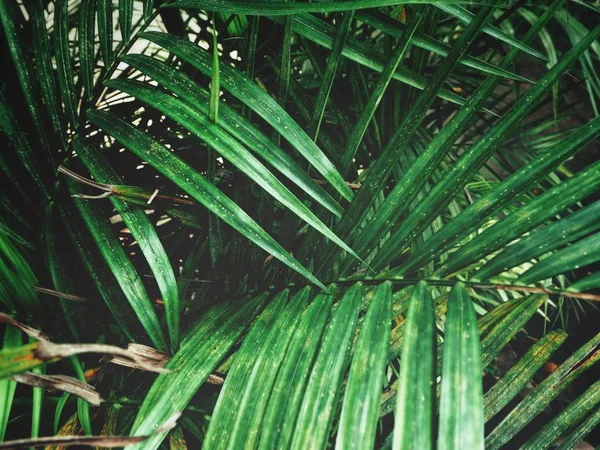 Vista Vicino Delle Foglie Palme Verdi Con Ombre — Foto Stock