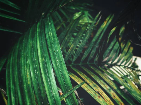 Vista Cercana Hojas Palmeras Verdes Con Sombras — Foto de Stock