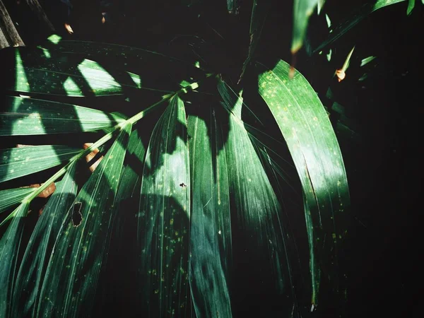 Vista Cercana Hojas Palmeras Verdes Con Sombras — Foto de Stock