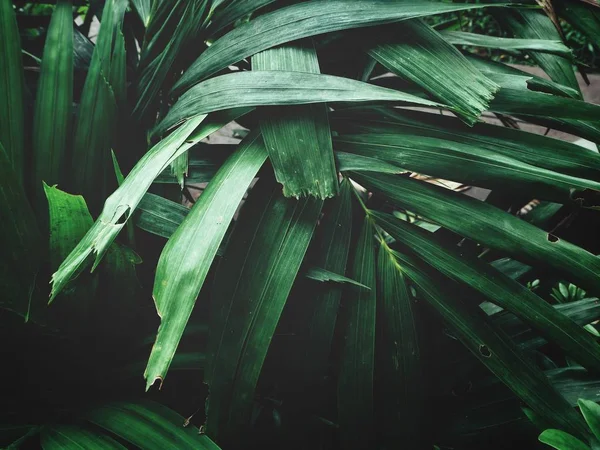 Close View Green Palms Leaves Shadows — Stock Photo, Image