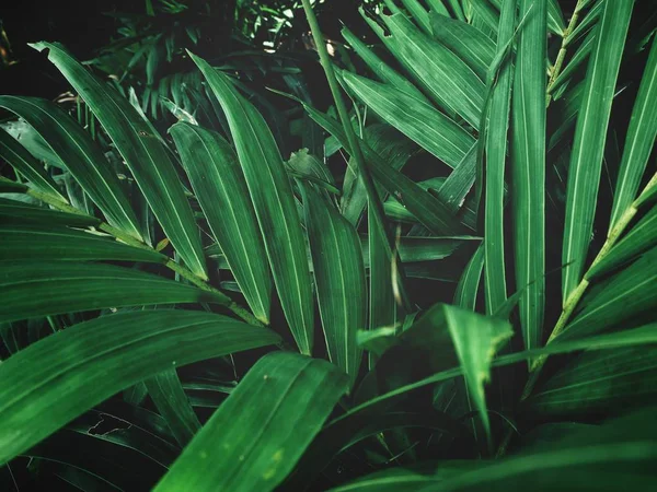 Vista Cercana Hojas Palmeras Verdes Con Sombras —  Fotos de Stock