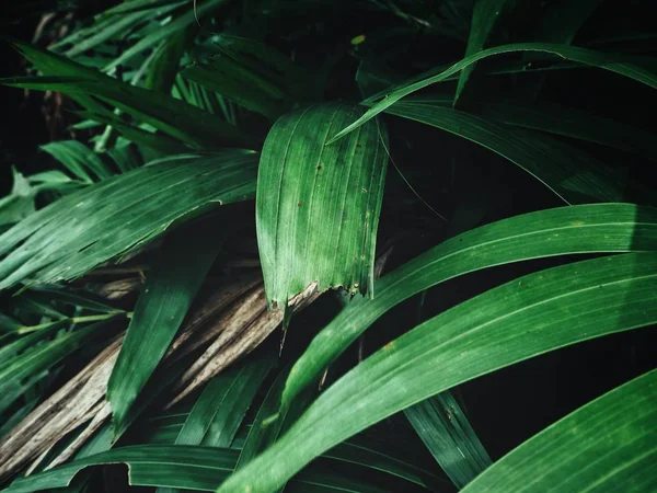 Близкий Вид Зеленых Пальмовых Листьев Тенями — стоковое фото