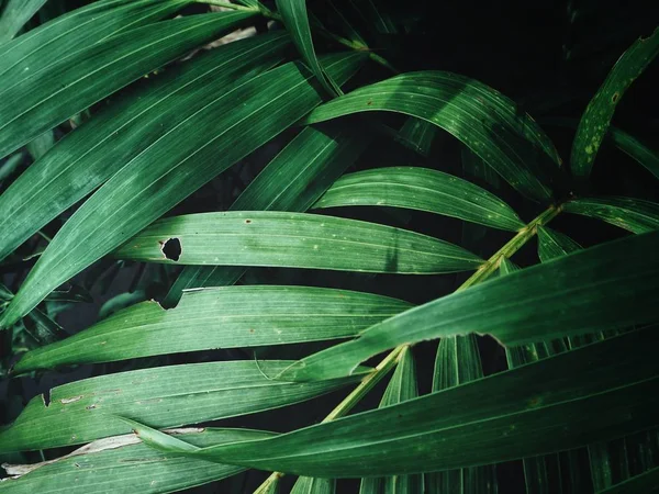 Крупний План Зелених Долонь Листя Тінями — стокове фото