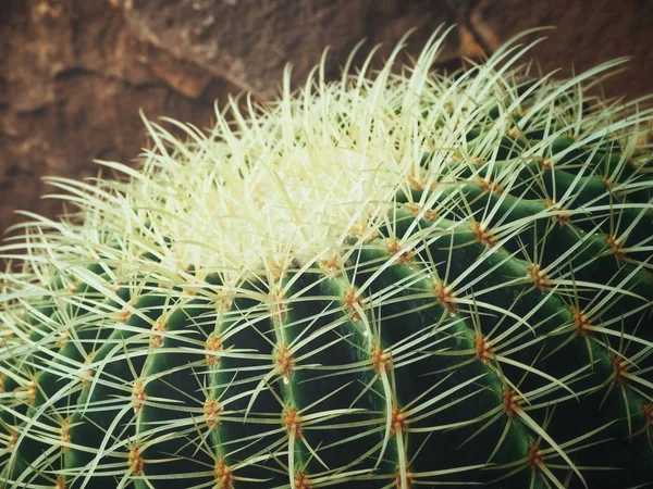 Close View Cactus Needles Textured Background — Stock Photo, Image