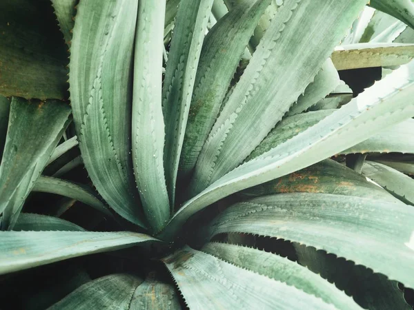 Schließen Sie Die Ansicht Der Grünen Agave Stachelige Blätter Strukturierten — Stockfoto