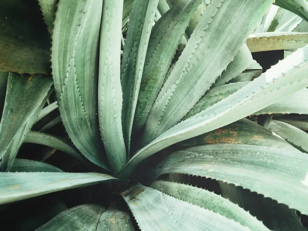 Vista Vicino Agave Verde Foglie Appuntite Sfondo Strutturato — Foto Stock