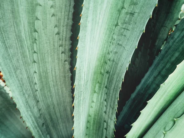 Nära Visa Grön Agave Taggiga Blad Texturerat Bakgrund — Stockfoto