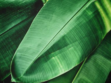 tropik yapraklar arka plan