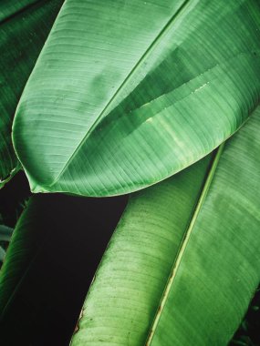 tropik yapraklar arka plan