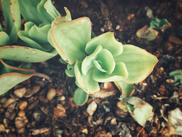 Vista Próxima Planta Suculenta Cacto Verde — Fotografia de Stock