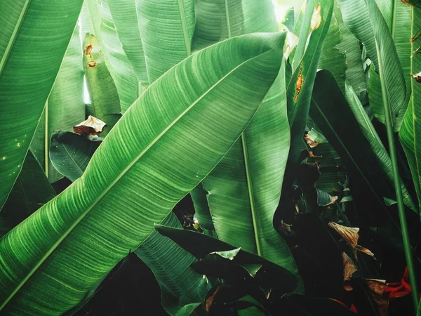 Foglie tropicali sfondo — Foto Stock