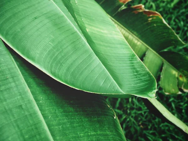 tropik yapraklar arka plan