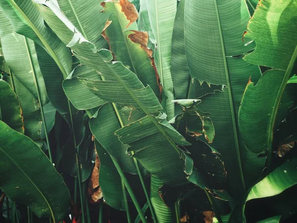 tropik yapraklar arka plan