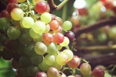 Yeşil üzüm bağ ağaçlarda olgunlaşma görünümü Kapat
