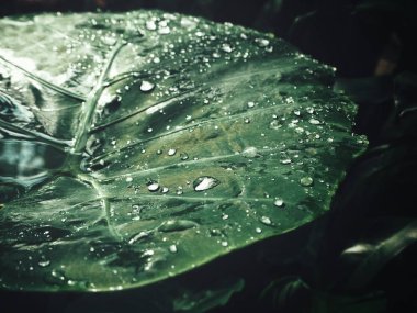 Yaprağın üzerine su damlası