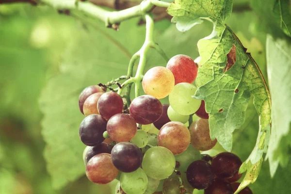 Üzüm üzüm bağı, yakından görmek yaprakları ile