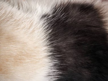 tam kare görünümü kabarık siyah ve beyaz kedi kürk arka plan 