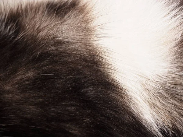 tam kare görünümü kabarık gri kedi kürk arka plan