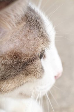 şirin tüylü kedi, yan görünüm yakın çekim 