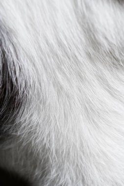 tam kare görünümü kabarık kedi kürk arka plan 