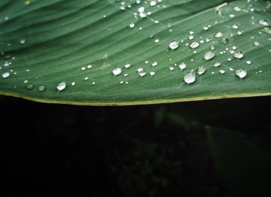 su damlaları yeşil yaprak siyah arka plan üzerine izole üzerinde görmek