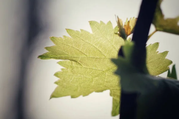 Свіже Зелене Листя Винограду Білому Тлі — стокове фото