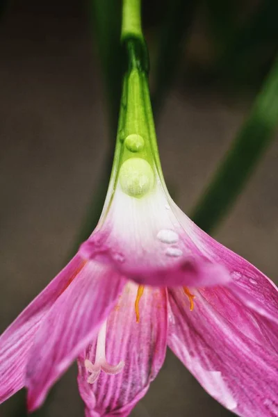 Крупним Планом Ніжна Рожева Квітка Текстурований Фон — стокове фото