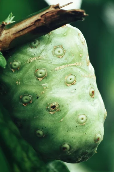 Frutos Noni Verde Creciendo Árbol Jardín — Foto de Stock